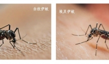 基孔肯雅热，到底怎么防？